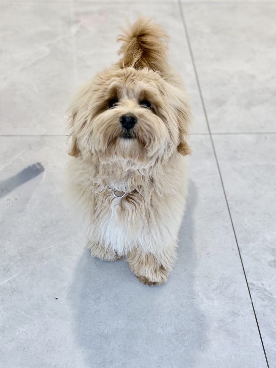 Apricot cavapoo
