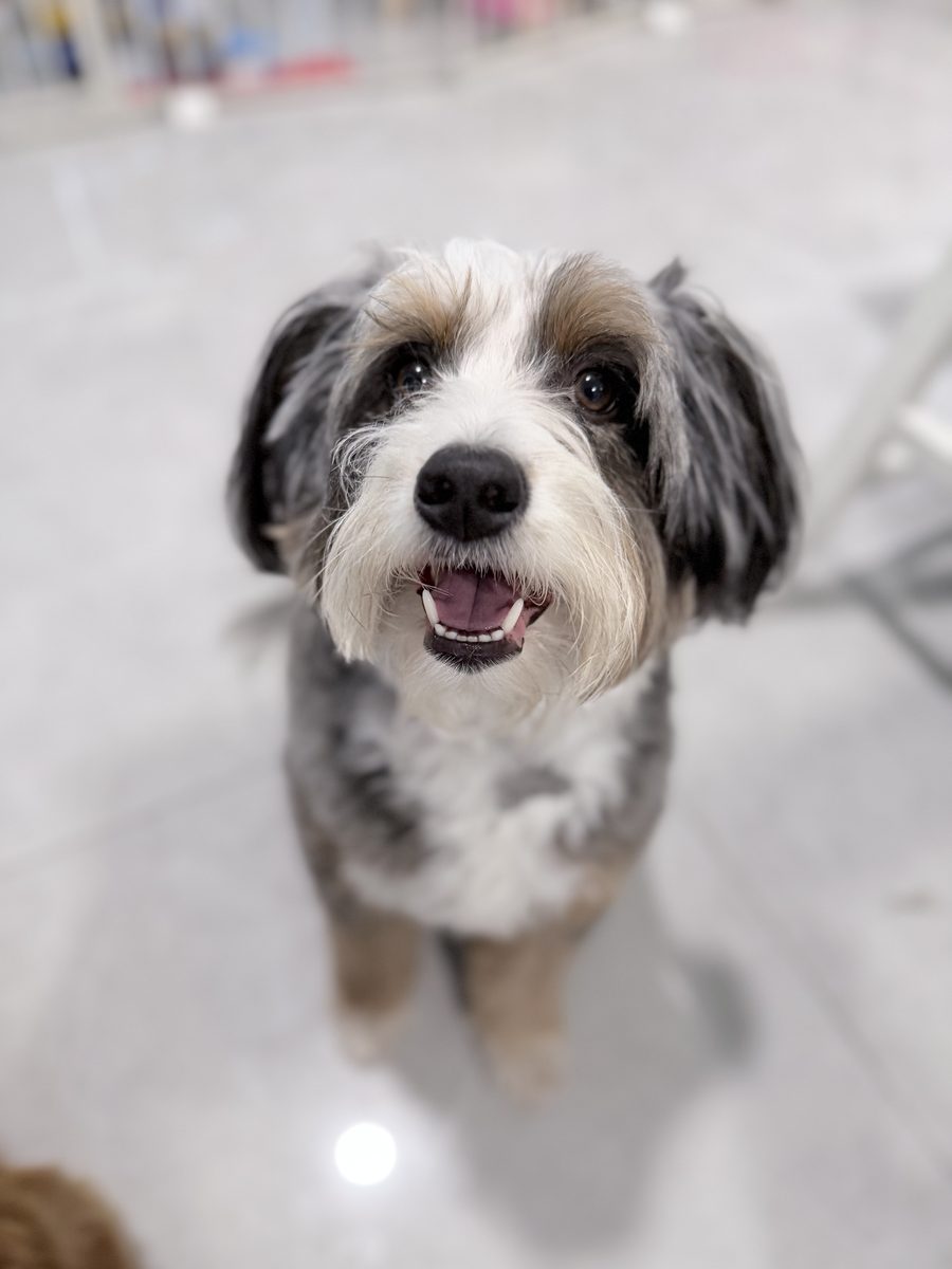Cream pup with a top knot