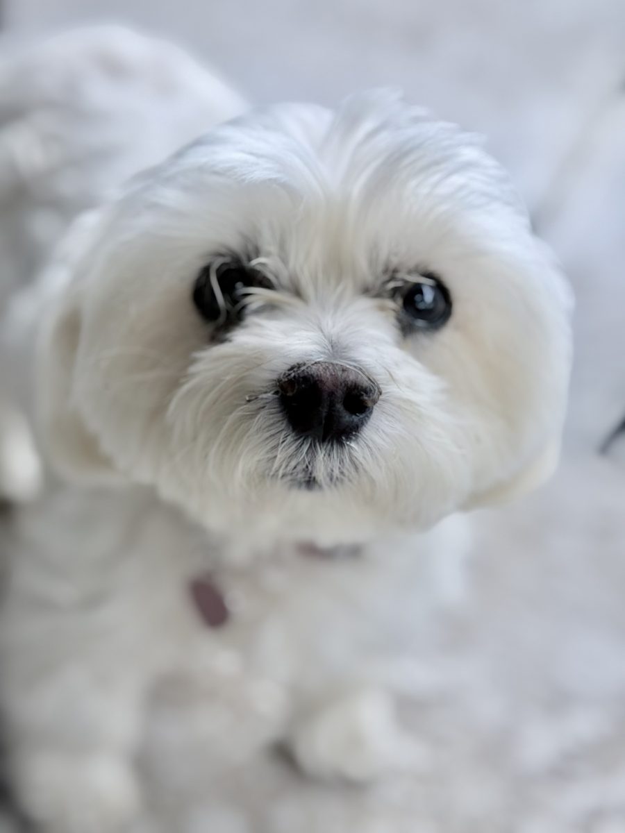 White Maltese guest