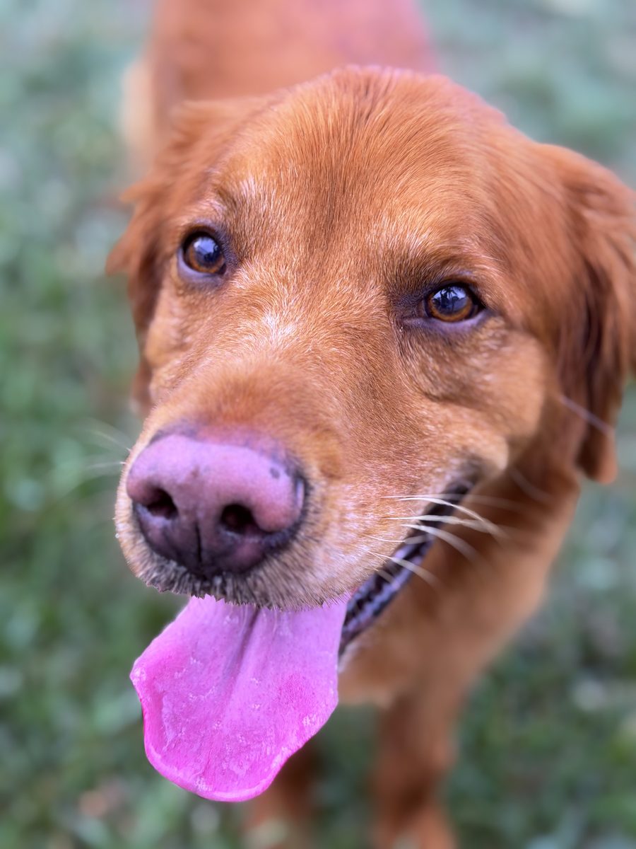 Smiling merle pup