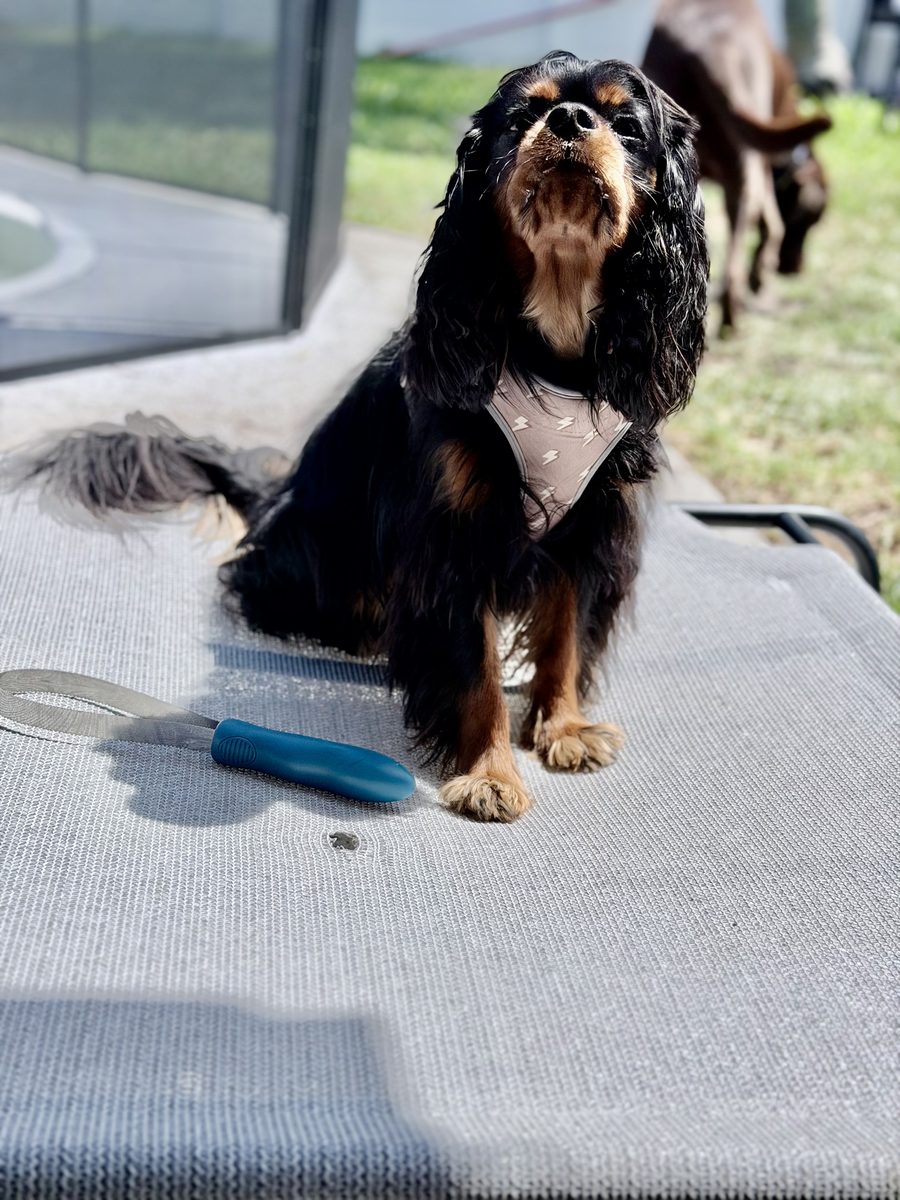 Cavalier guest enjoying the sun